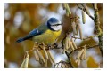 Mésange bleue toujours aussi belle